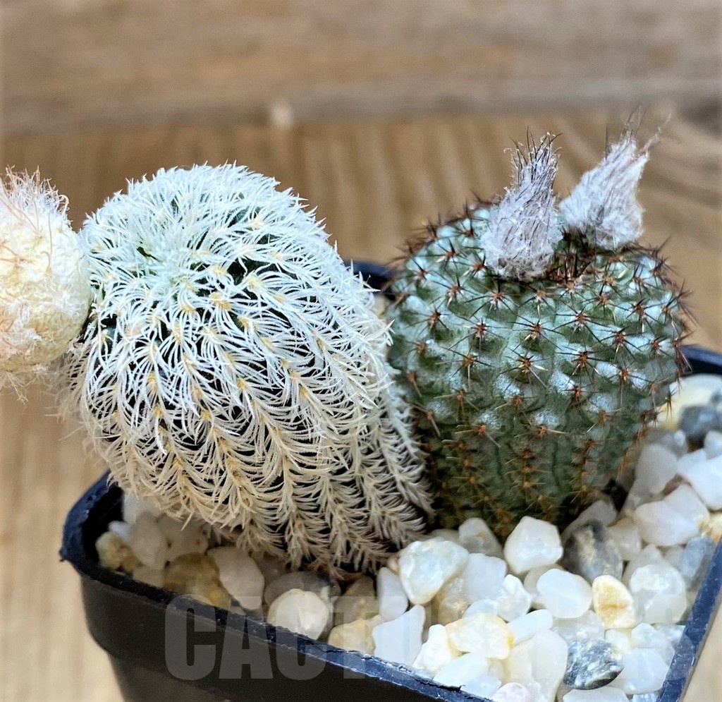 SH13466 Frailea mix, 2 plants