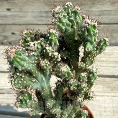 SH13493 Cereus peruvianus f. mostruosa