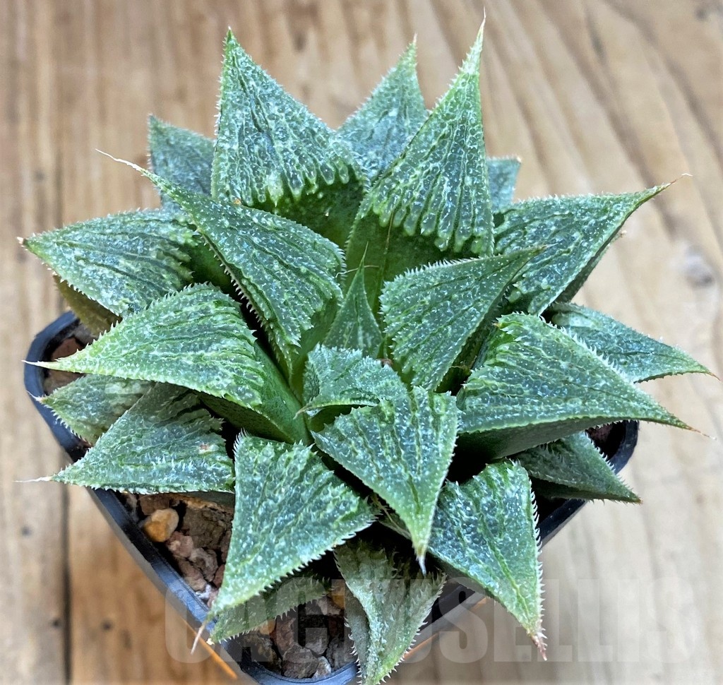 SH1365 Haworthia wimii hybrid