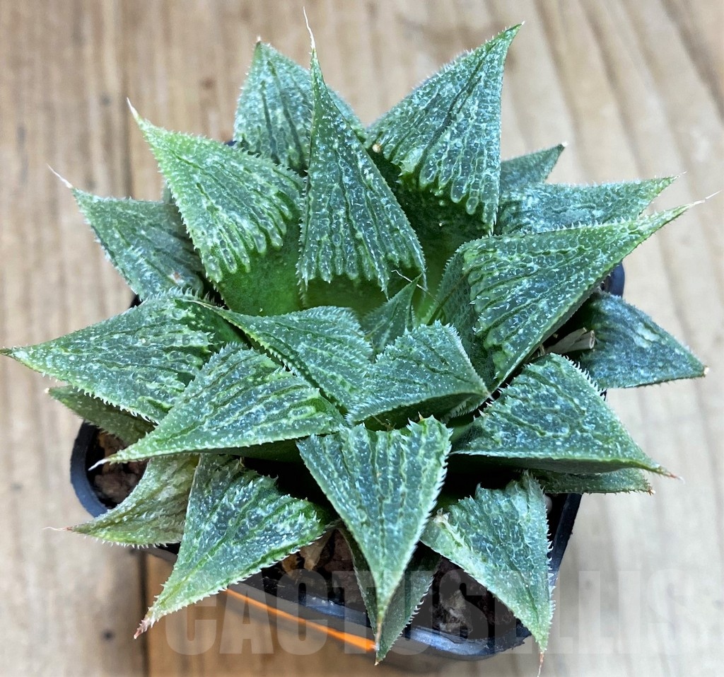 SH1365 Haworthia wimii hybrid - Image 2