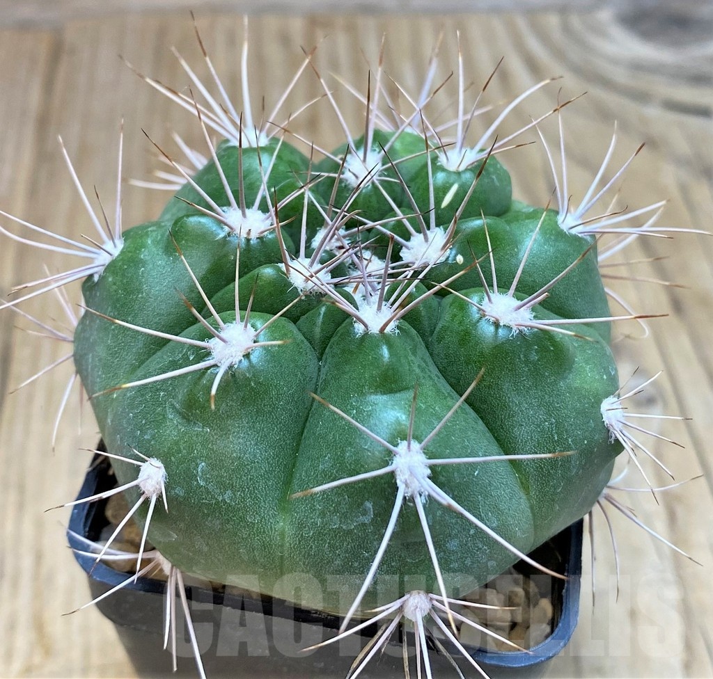 SH139 Gymnocalycium valnicekianum - Image 2