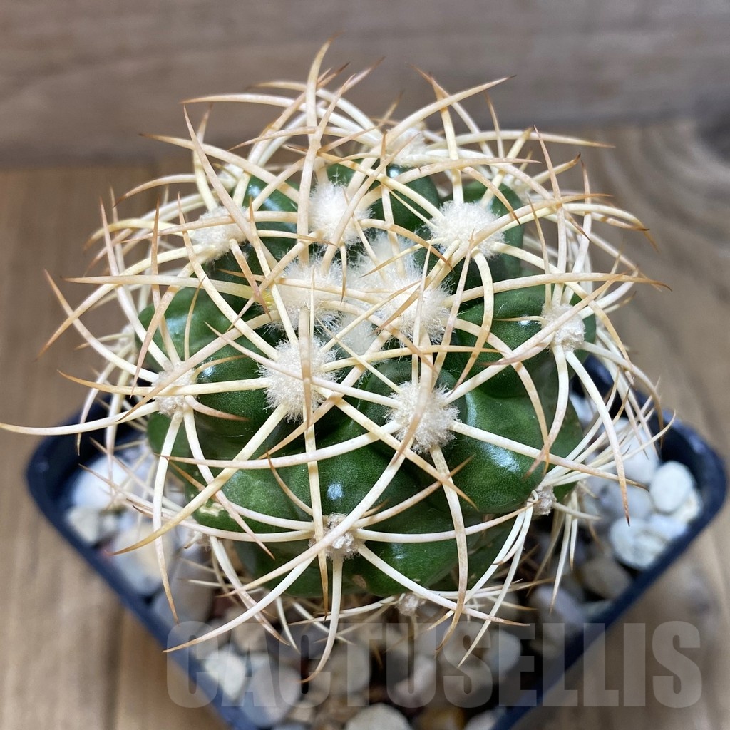 SH1392 Discocactus zehntneri ssp. mirohalfarii MH912, grafted -Juazeiro do Piaui-