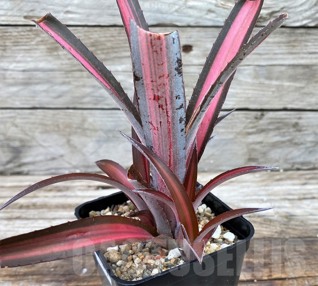 SH14019 Biltanthus 'Red Burst' - Image 3