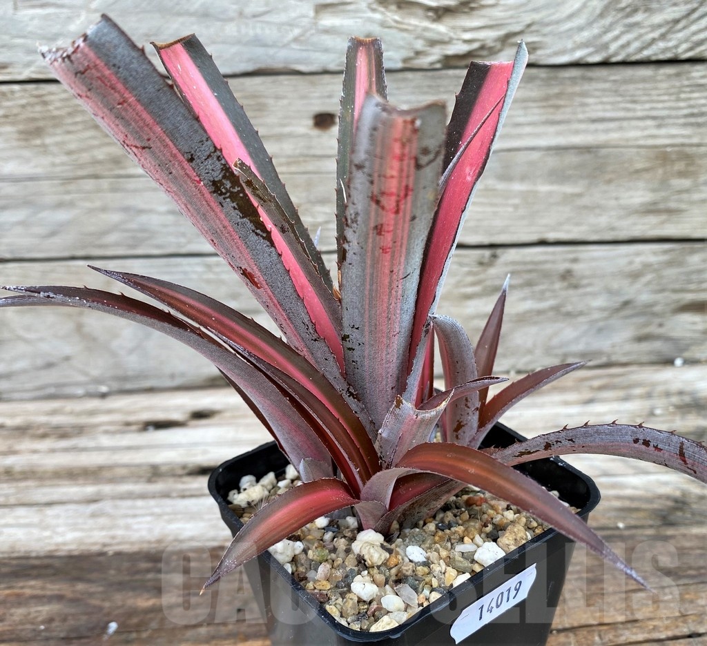 SH14019 Biltanthus 'Red Burst' - Image 2