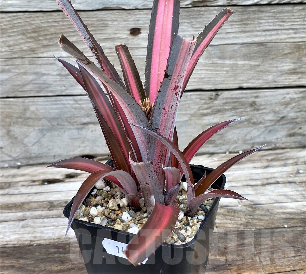 SH14019 Biltanthus 'Red Burst'