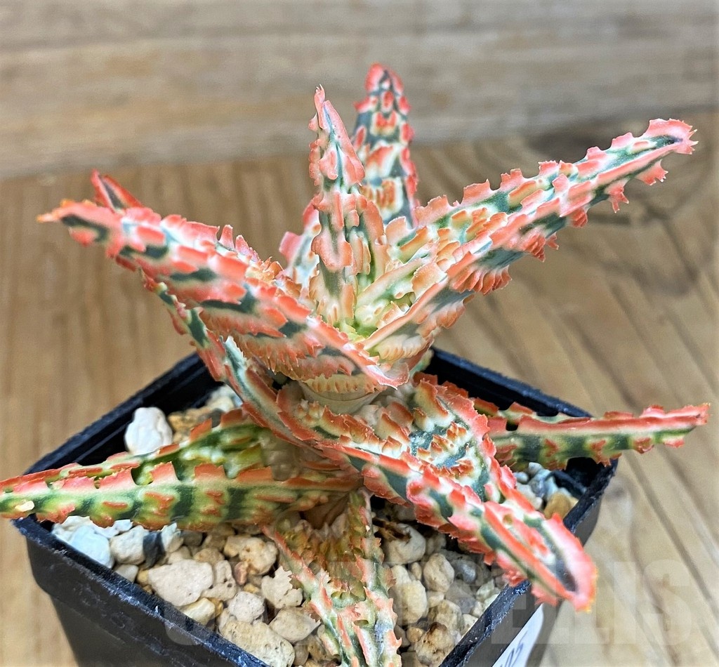 SH14205 Aloe TCT hybrid