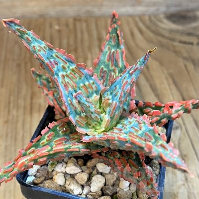 SH14220 Aloe TCT hybrid