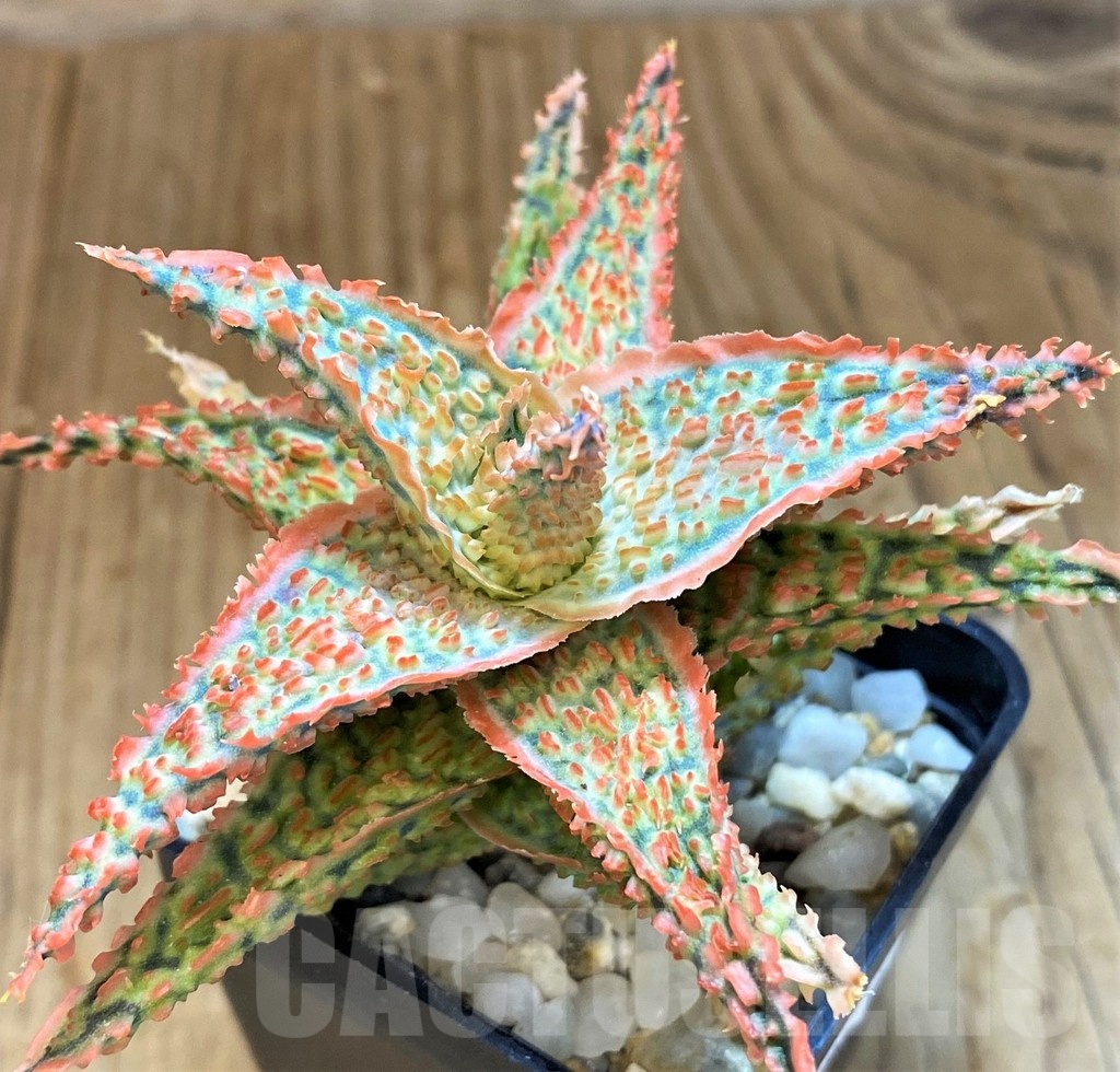 SH14223 Aloe hybrid - Image 3