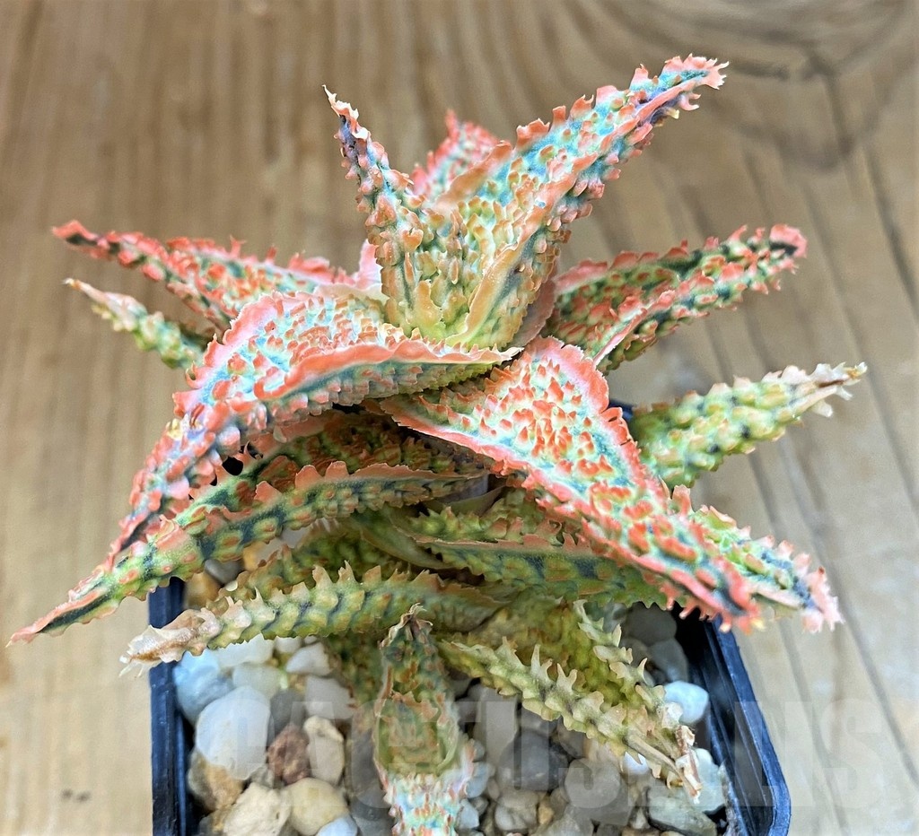 SH14223 Aloe hybrid - Image 2