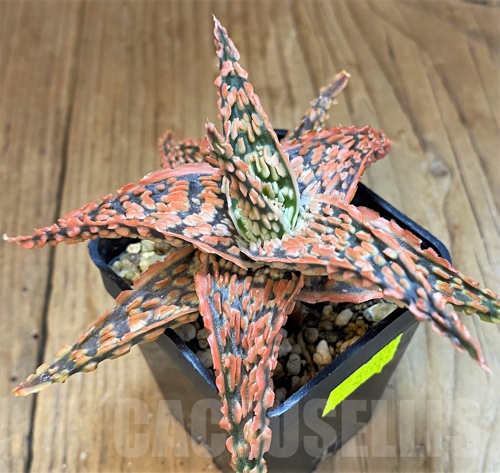 SH14247 Aloe TCT hybrid - Image 2