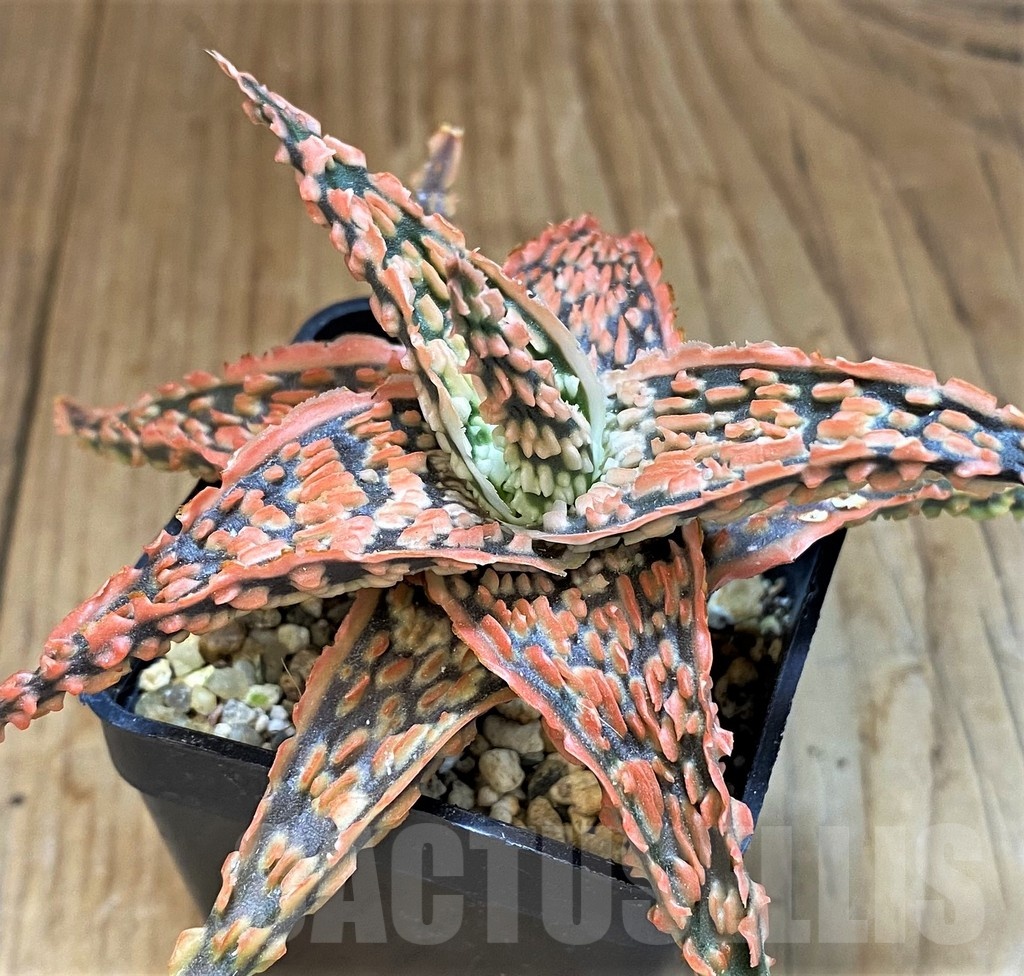 SH14247 Aloe TCT hybrid