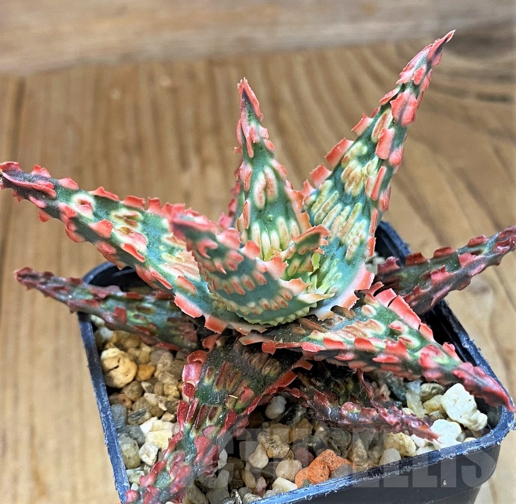 SH14252 Aloe TCT hybrid - Image 2