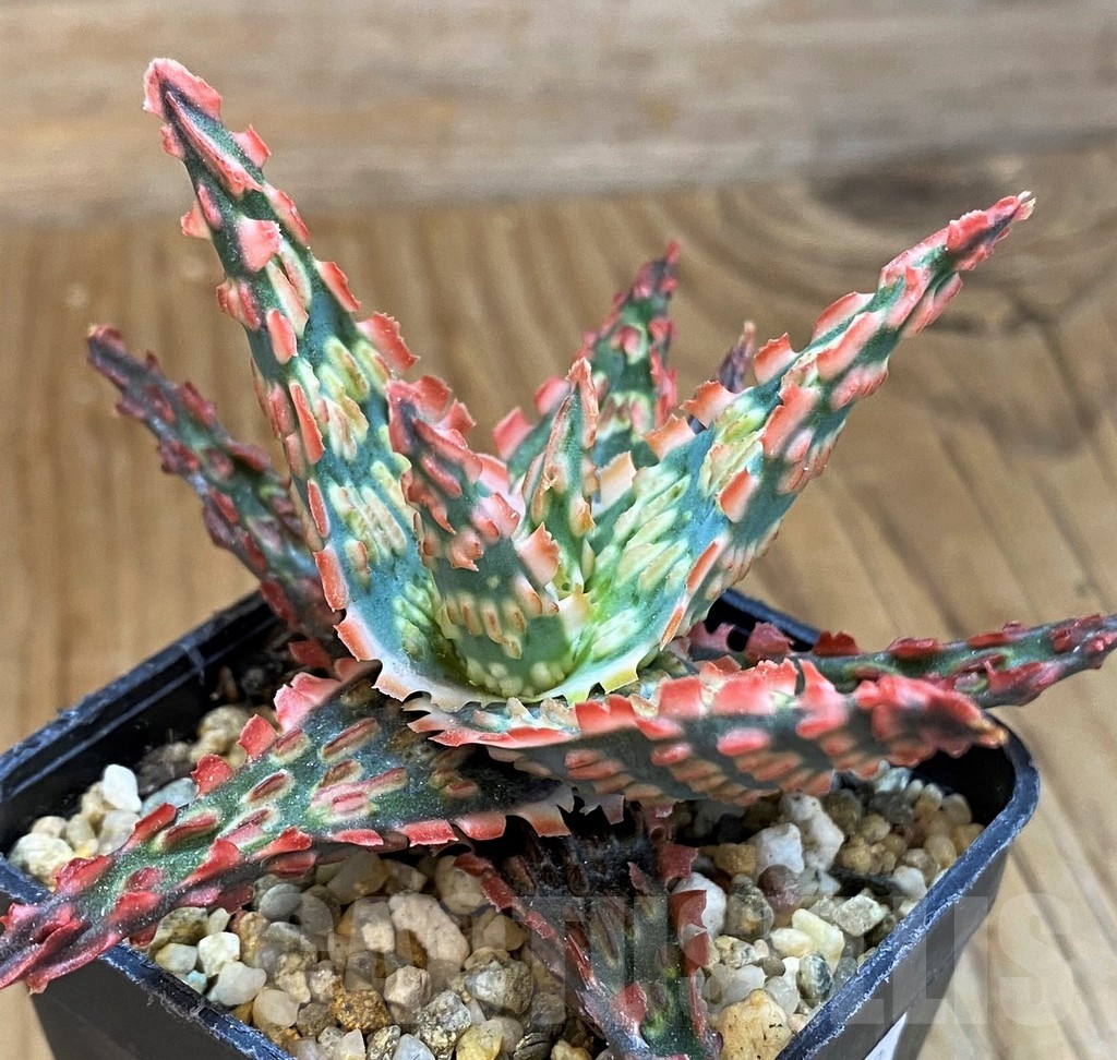 SH14252 Aloe TCT hybrid