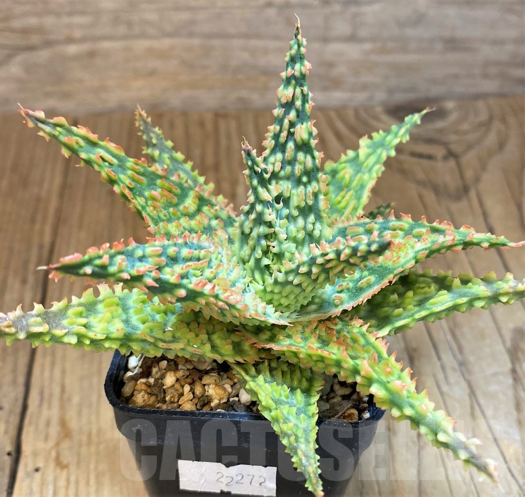 SH14255 Aloe TCT hybrid - Image 2