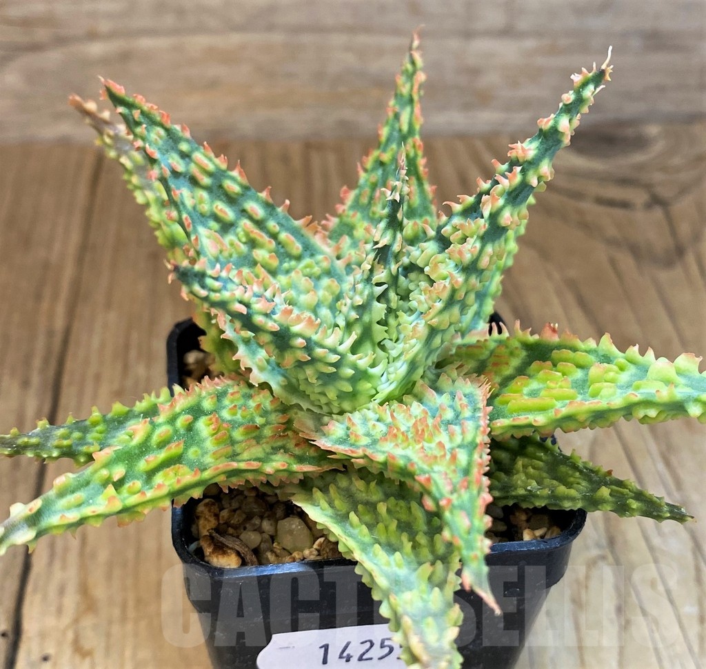 SH14255 Aloe TCT hybrid