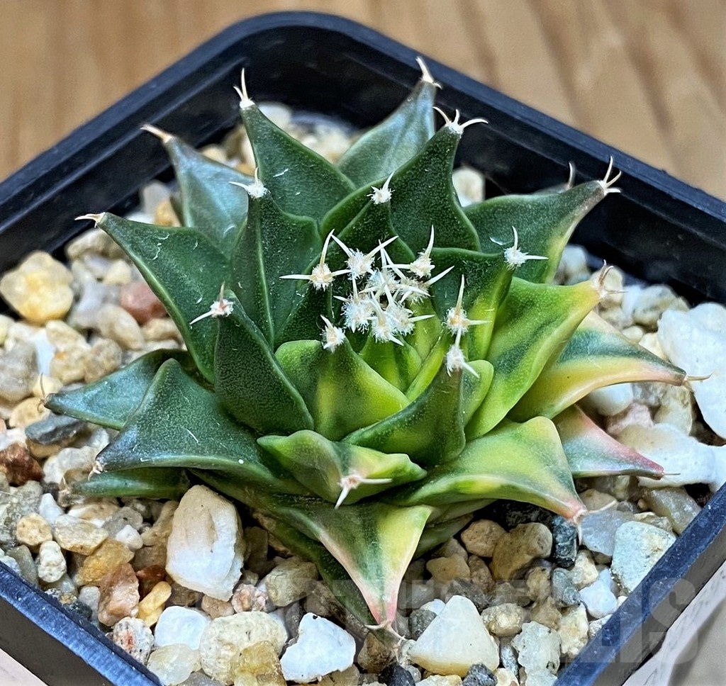 SH14296 Obregonia denegrii f. variegata