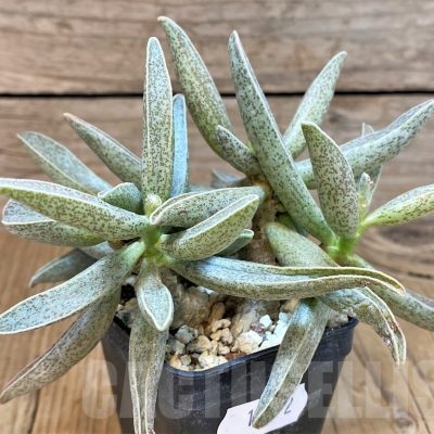 SH14392 Adromischus marianiae -Clanwilliam- (Fragile plant!)