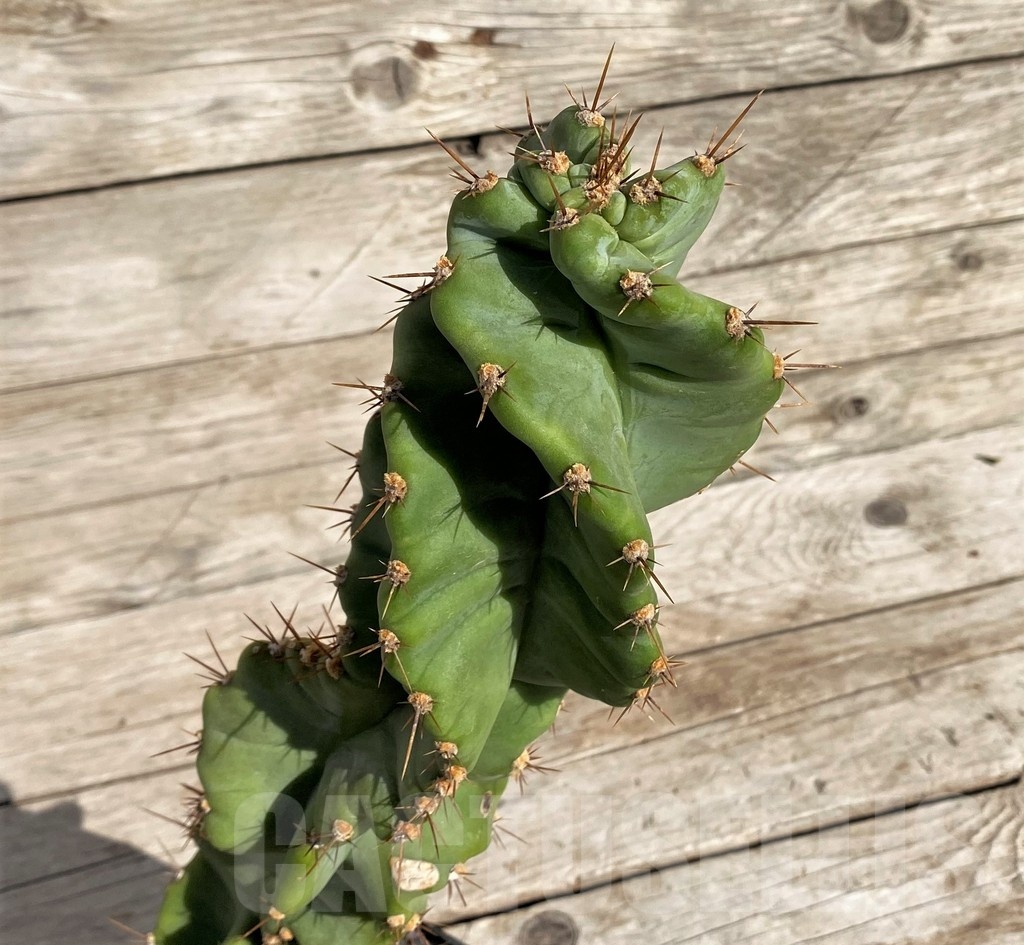 SH1453 Cereus ‘Spiralis’