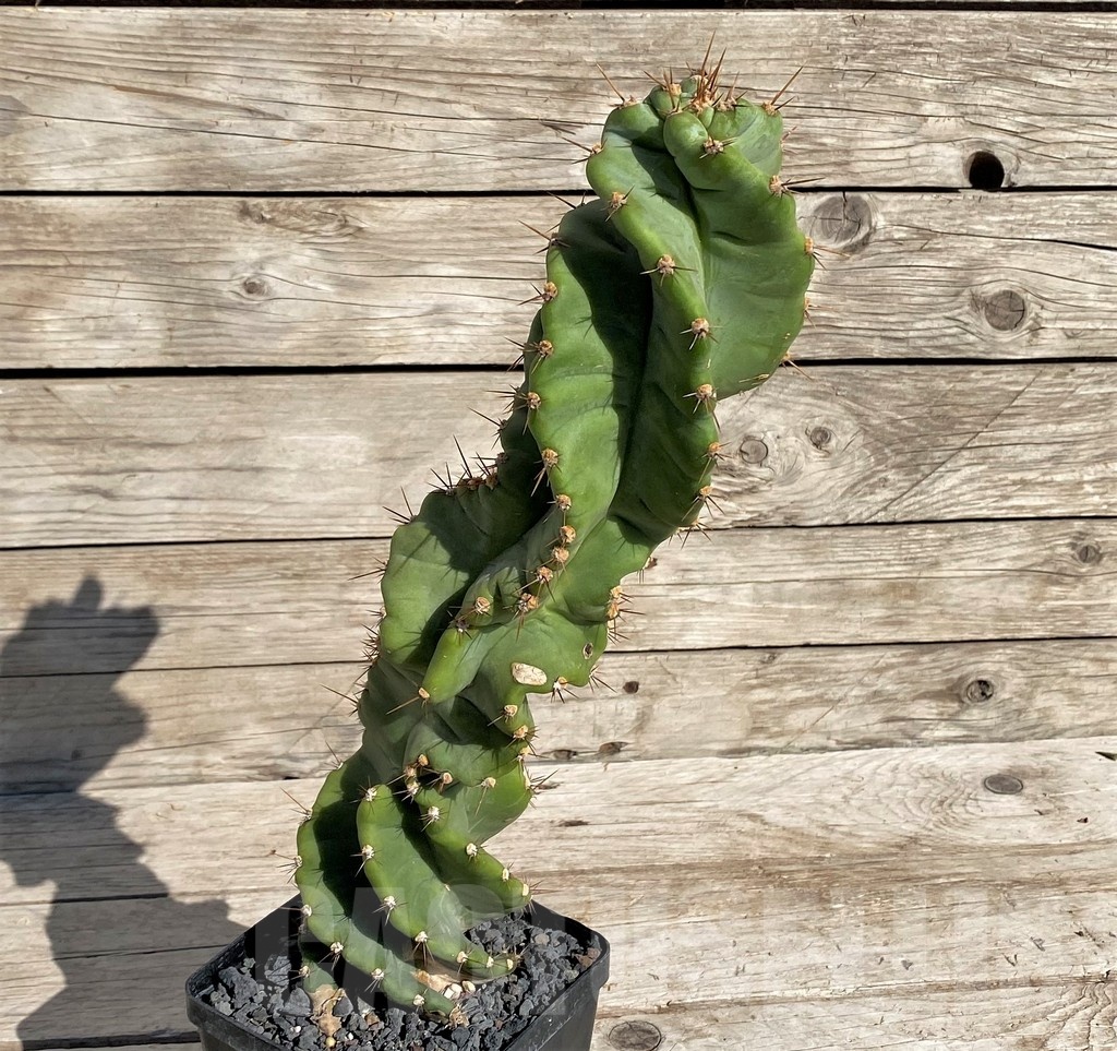 SH1453 Cereus ‘Spiralis’ - Image 2