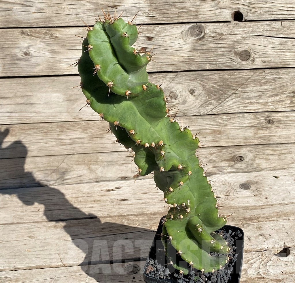 SH1453 Cereus ‘Spiralis’ - Image 3