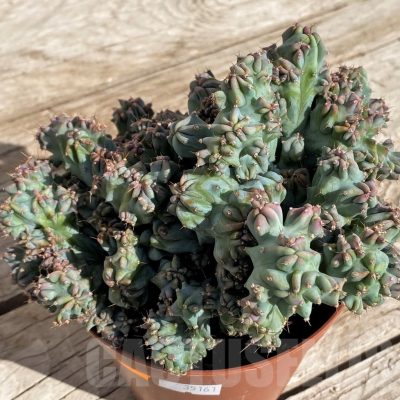 SH1455 Myrtillocactus geometrizans f. cristata