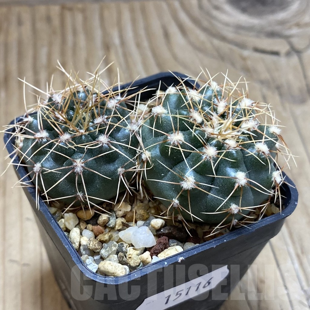 SH15116 Gymnocalycium gaponii 2 plants, seedling - Image 2