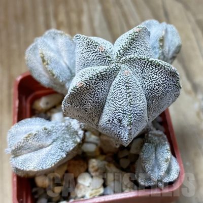 SH15119 Astrophytum myriostigma ‘Onzuka’