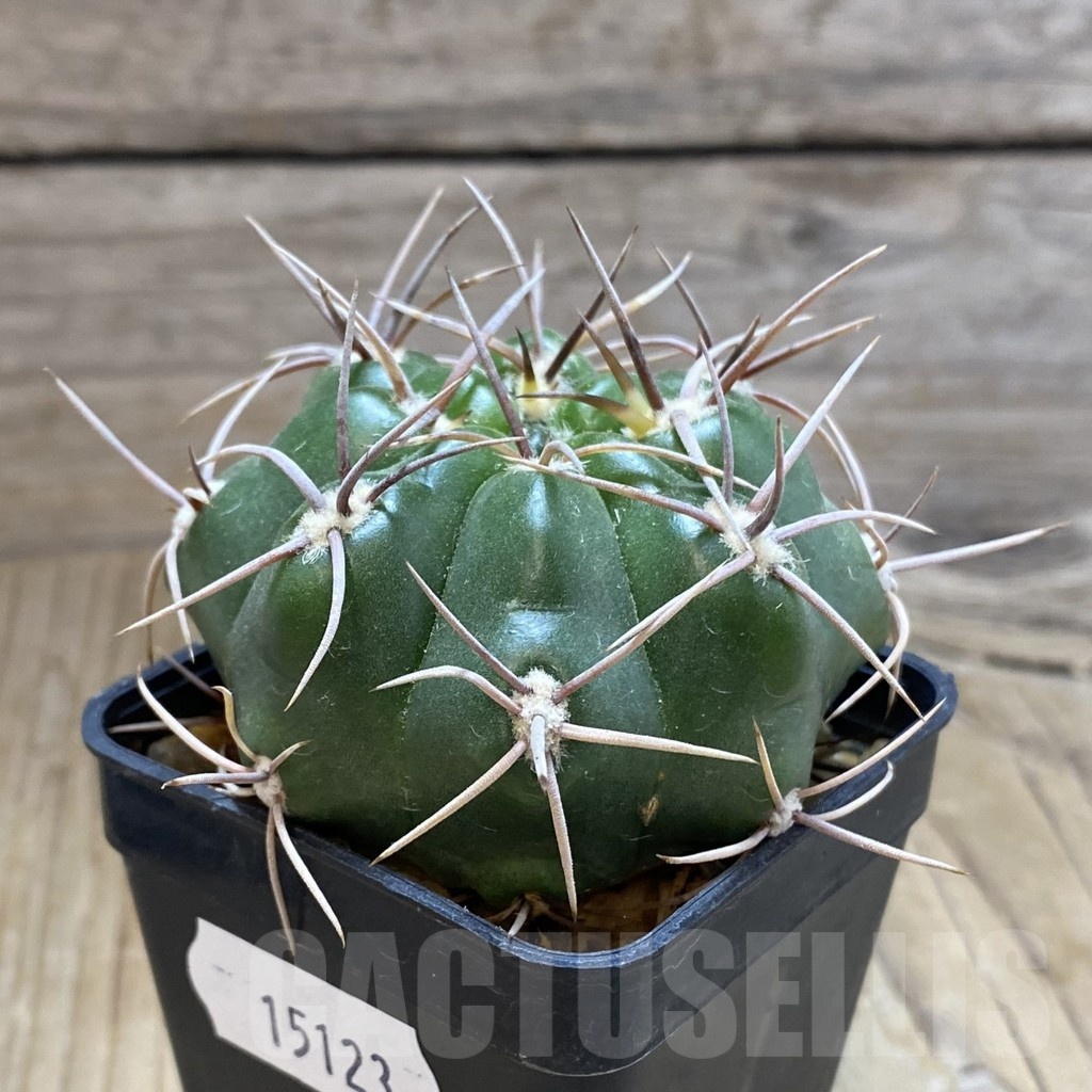 SH15123 Gymnocalycium orientale v. vikulovii - Image 2