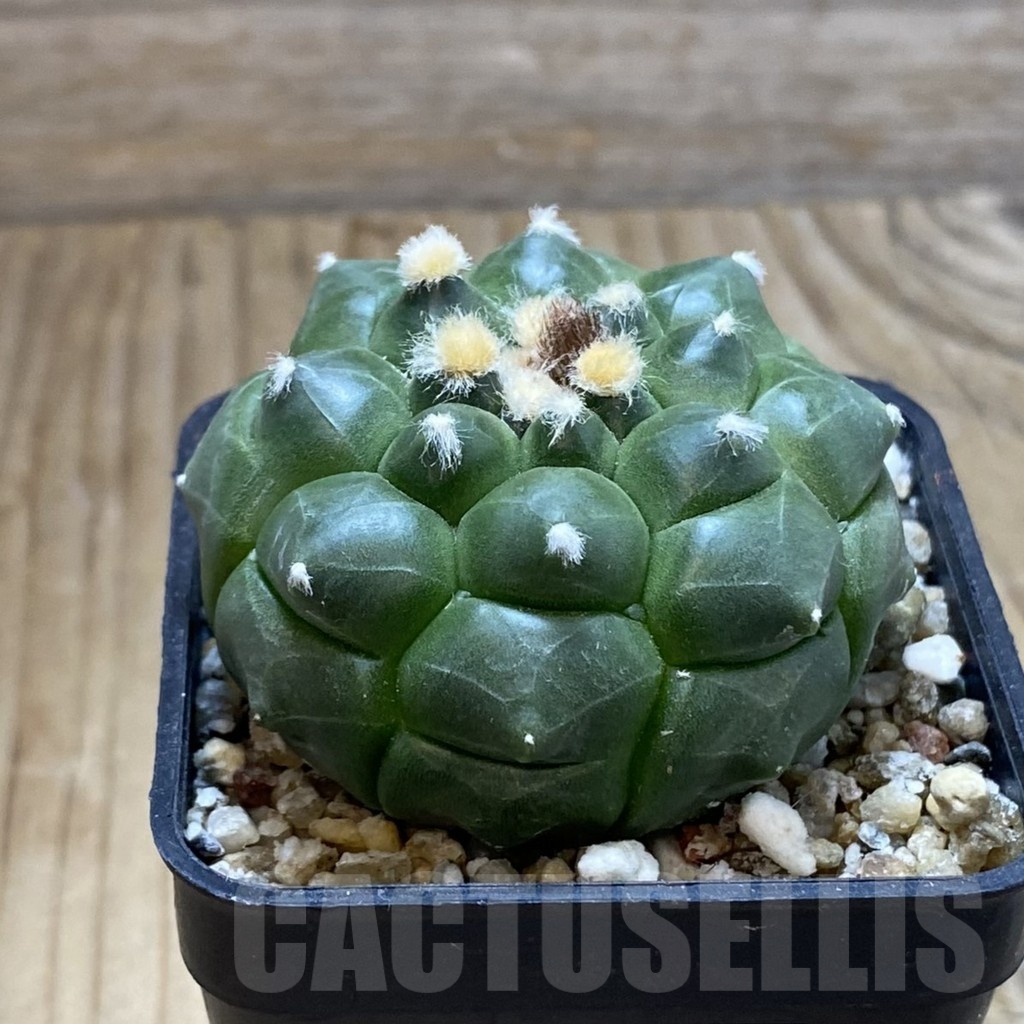 SH15162 Astrophytum asterias ‘Kikko’ - Image 2