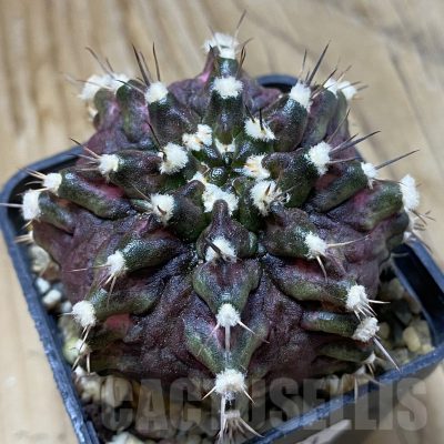 SH15173 Gymnocalycium mihanovichii 'T-Lux'