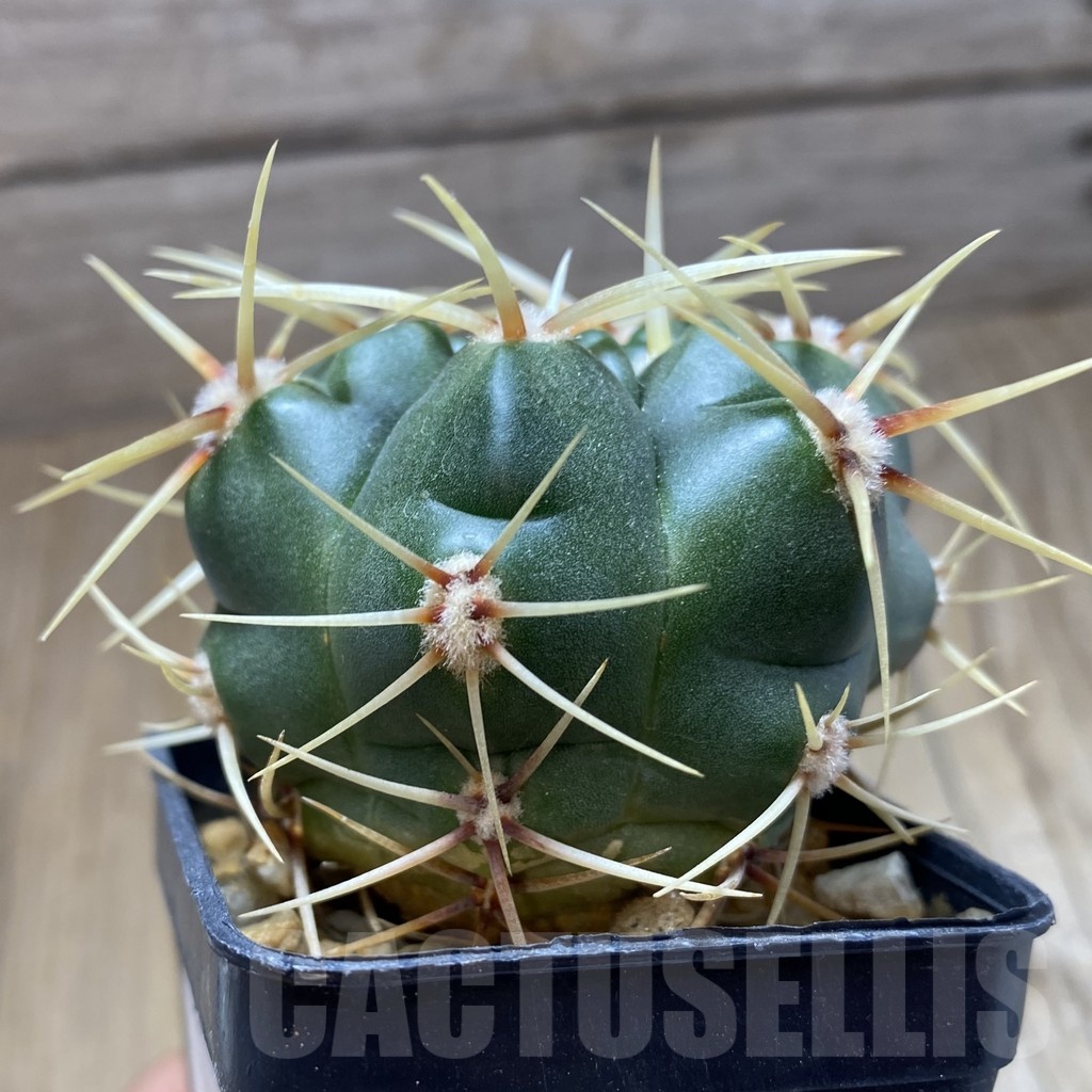 SH15256 Gymnocalycium monvillei, hard spines - Image 2