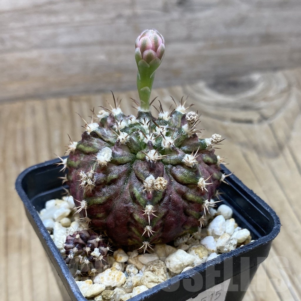 SH15263 Gymnocalycium mihanovichii 'T-Rex' - Image 2