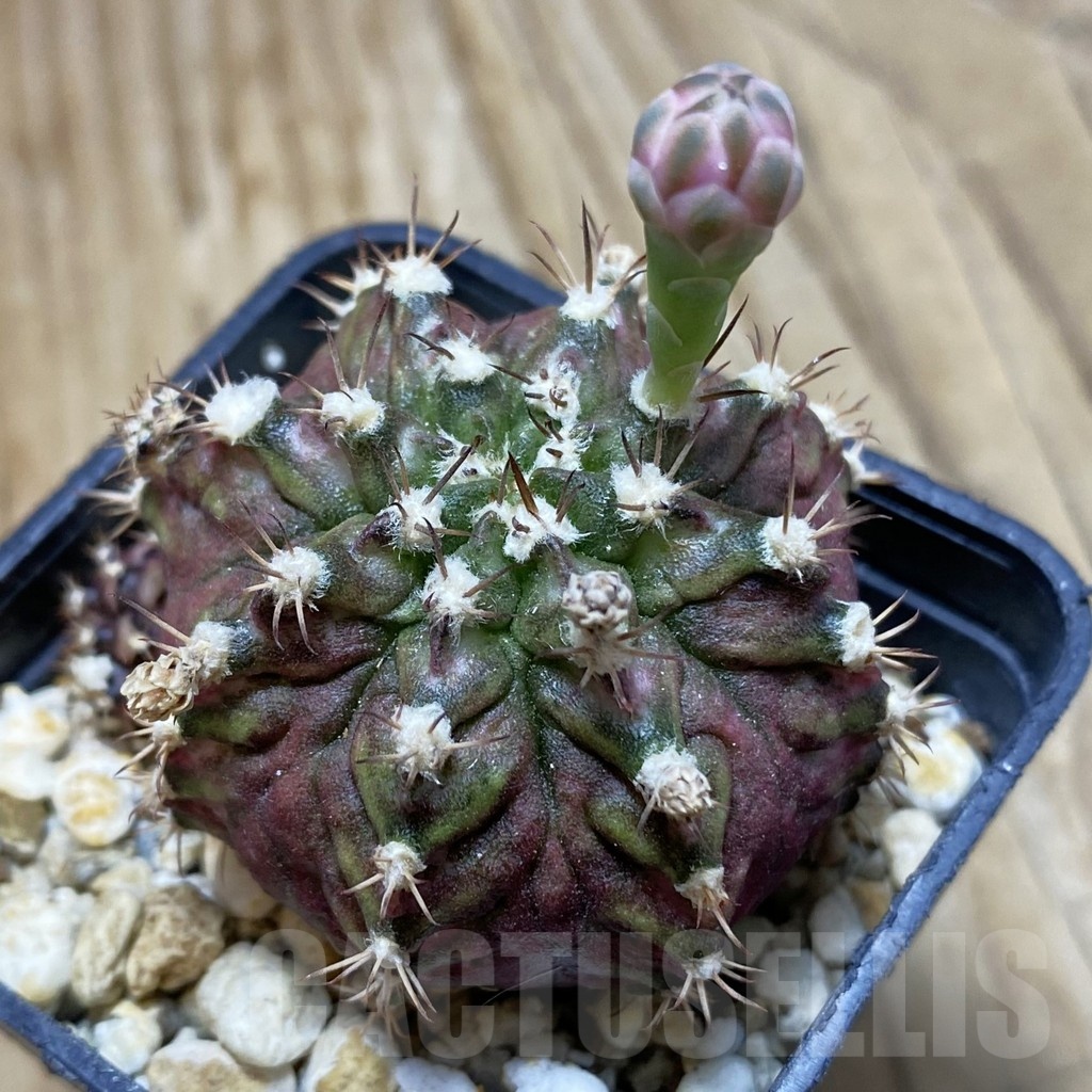 SH15263 Gymnocalycium mihanovichii 'T-Rex'