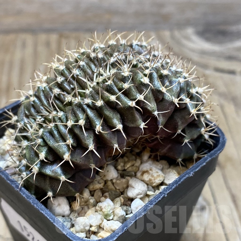 SH15267 Gymnocalycium mihanovichii f. cristata, seedling - Image 2