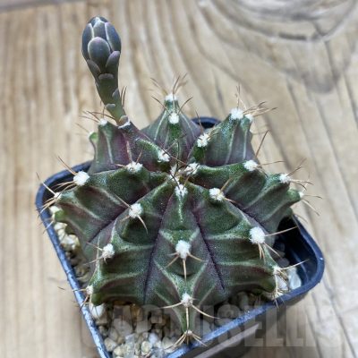 SH15271 Gymnocalycium mihanovichii ‘Neon’ hybrid, seedling