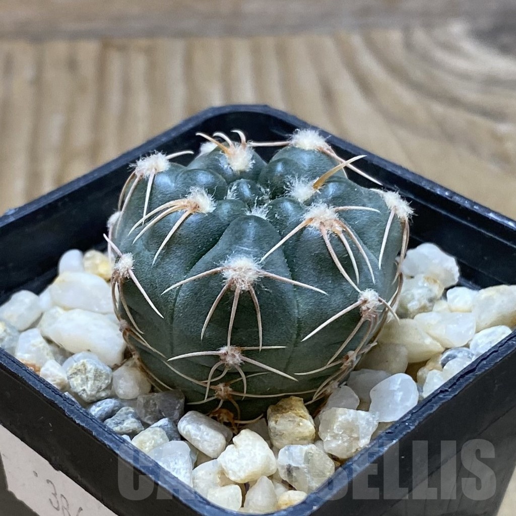 SH15425 Gymnocalycium sp. MM650 - Image 2