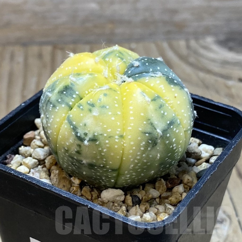 SH15447 Astrophytum asterias f. variegata - Image 2
