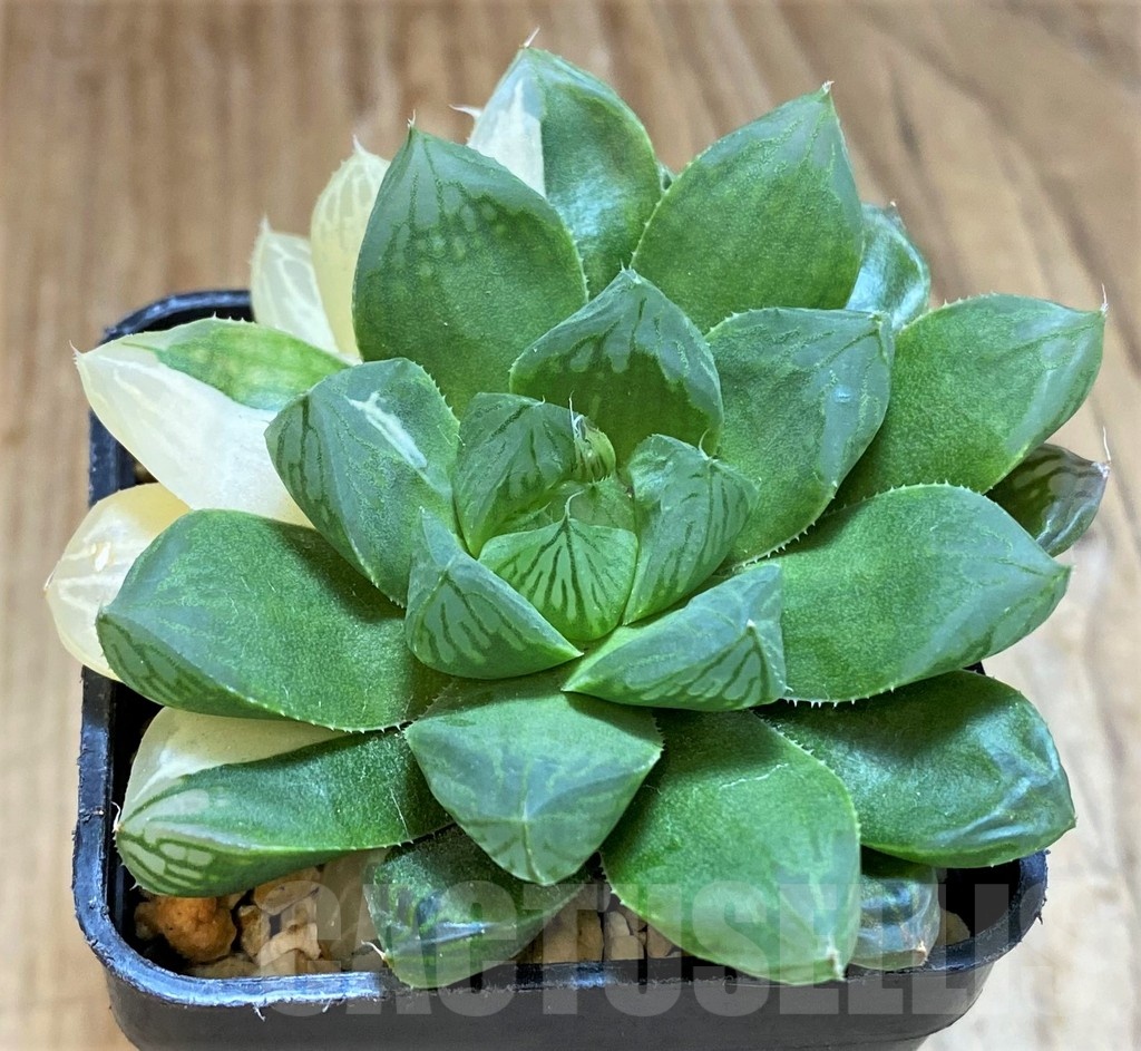 SH16859 Haworthia obtusa ‘Marin’ f. variegata - Image 2