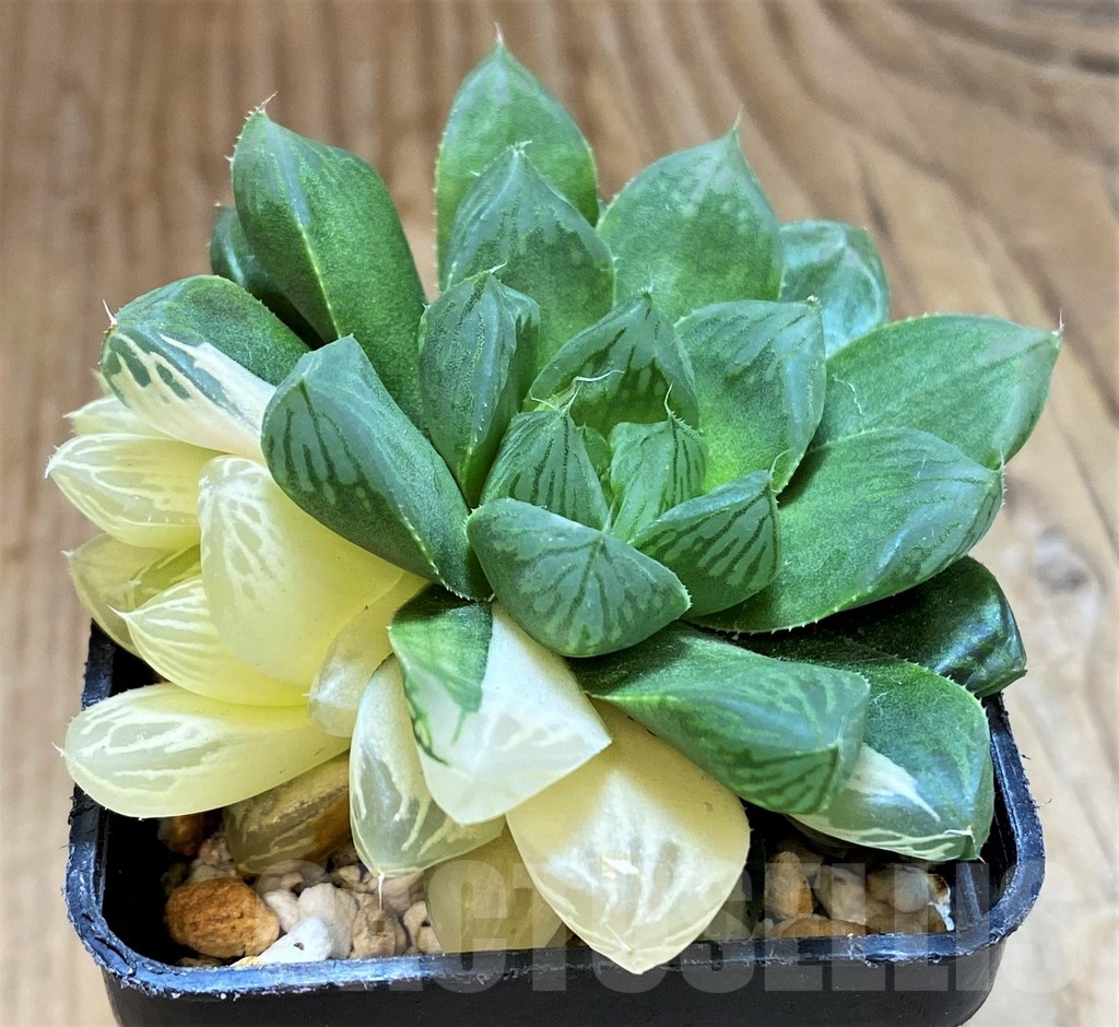 SH16859 Haworthia obtusa ‘Marin’ f. variegata