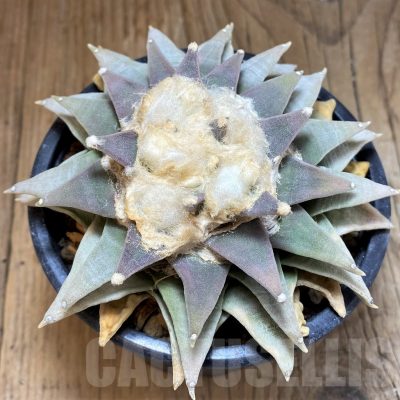 SH17368 Ariocarpus retusus, 20 years old