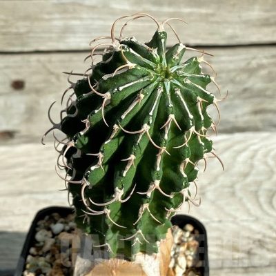 SH17385 Euphorbia columnaris, grafted