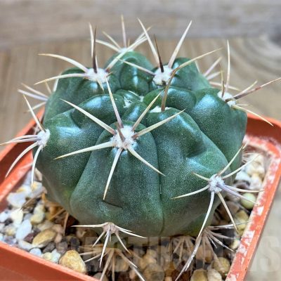 SH180 Gymnocalycium achirasense v. kainradliae LB480
