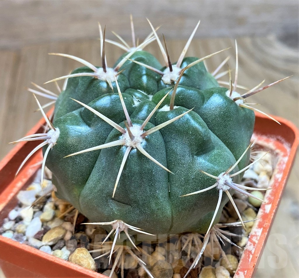 SH180 Gymnocalycium achirasense v. kainradliae LB480