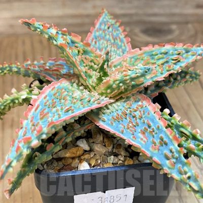 SH19196 Aloe TCT hybrid