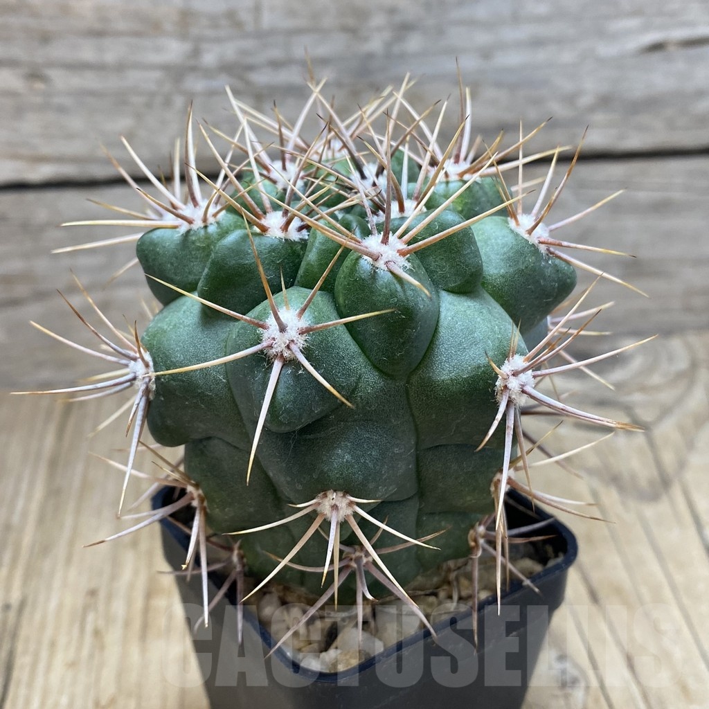 SH199 Gymnocalycium mostii, hard spines -Uritorco- - Image 2