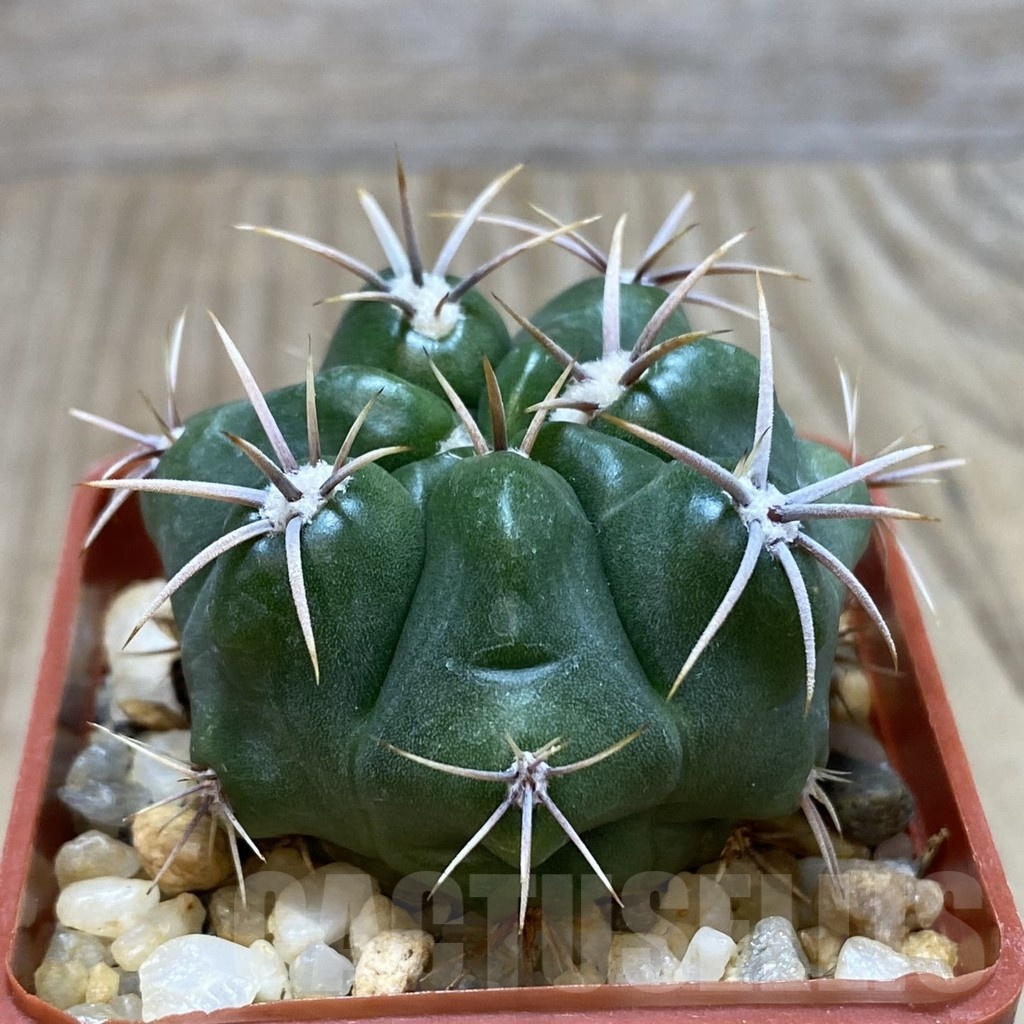SH228 Gymnocalycium achirasense v. kainradliae LB 480 - Image 2