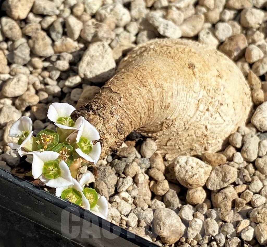 SH2549 Euphorbia primulifolia -Madagascar-