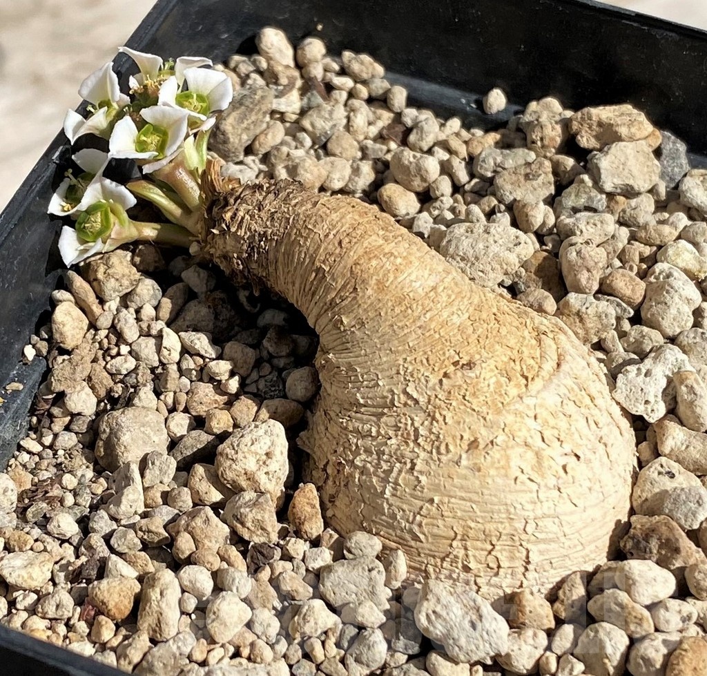 SH2549 Euphorbia primulifolia -Madagascar- - Image 2