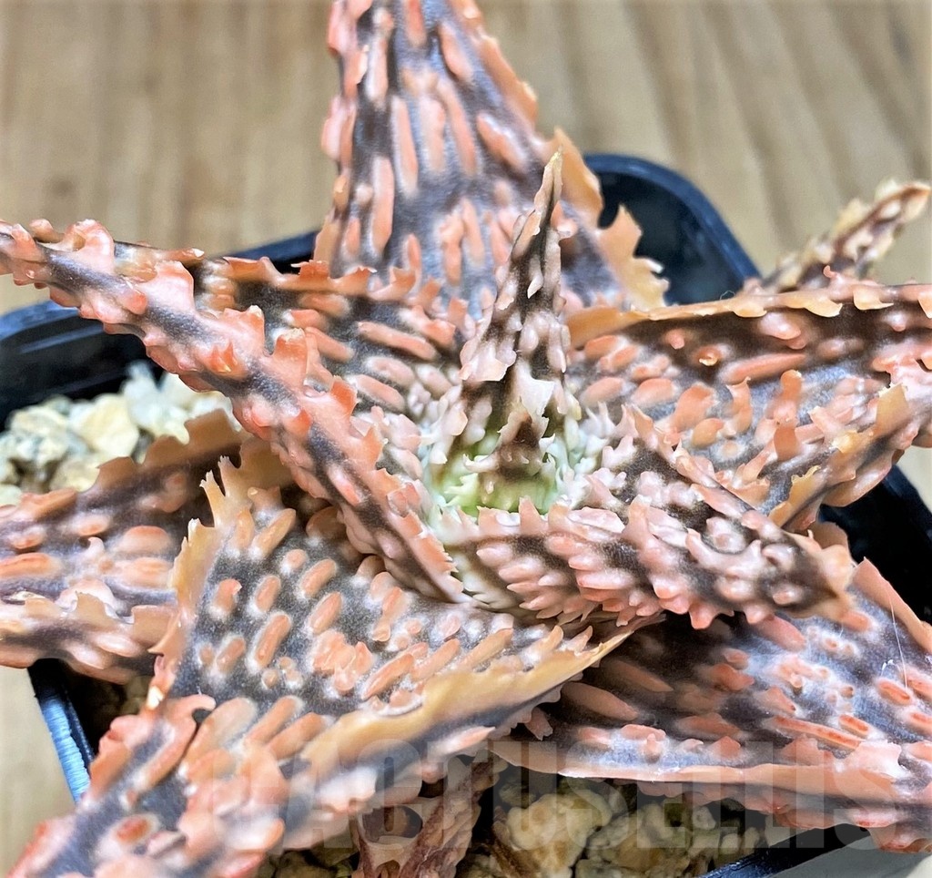 SH2787 Aloe TCT hybrid