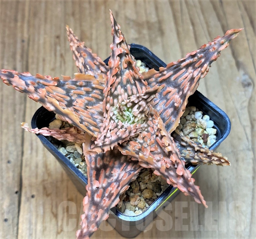 SH2787 Aloe TCT hybrid - Image 2